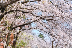 お花見