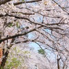 お花見