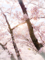 桜