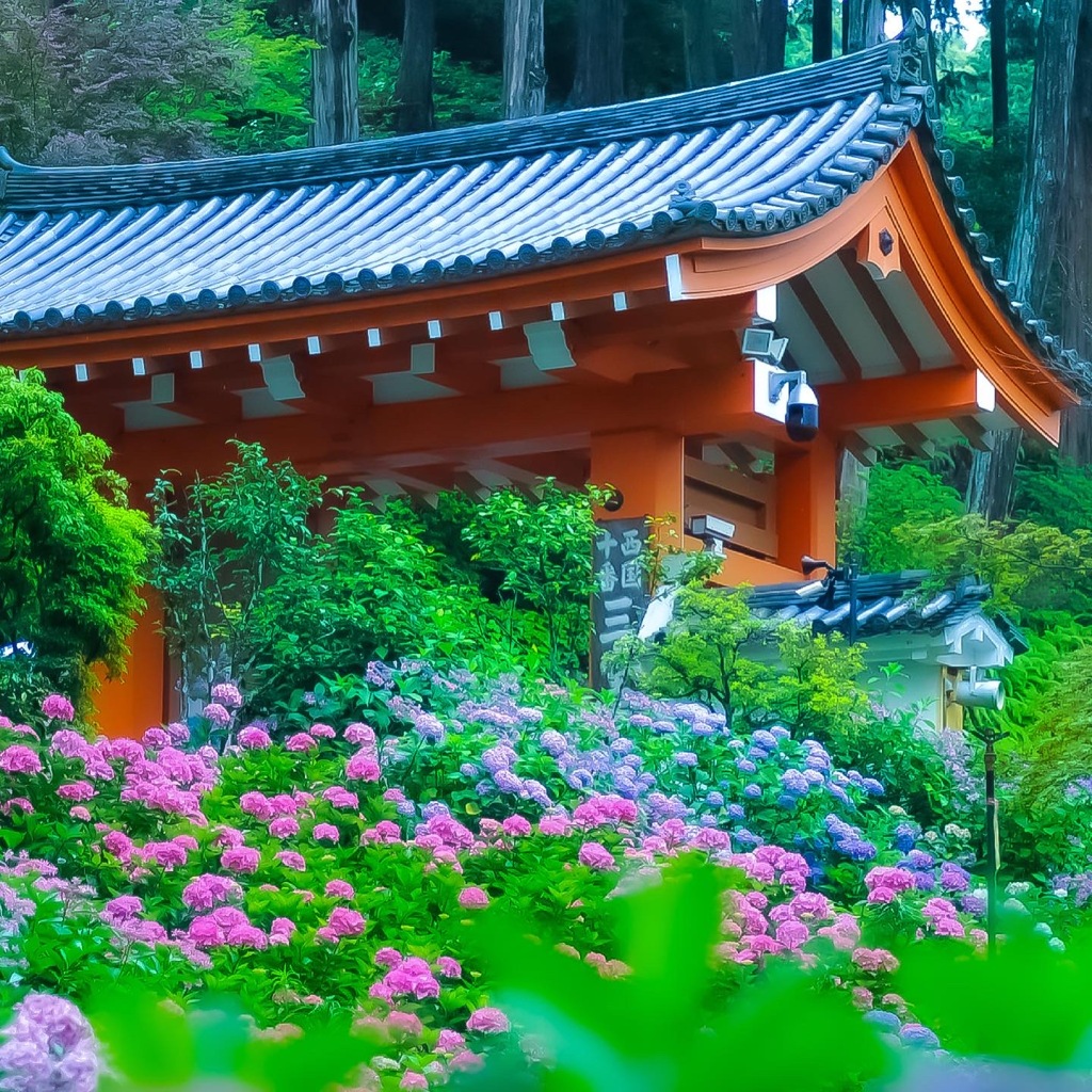 三室戸寺の紫陽花