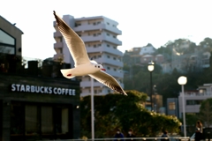カモメが飛んだ