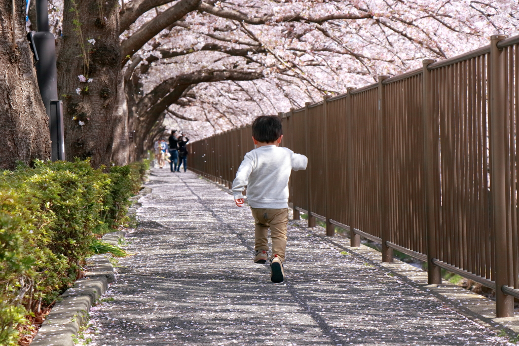 桜トンネル