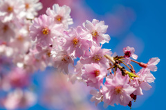 枝垂れ桜