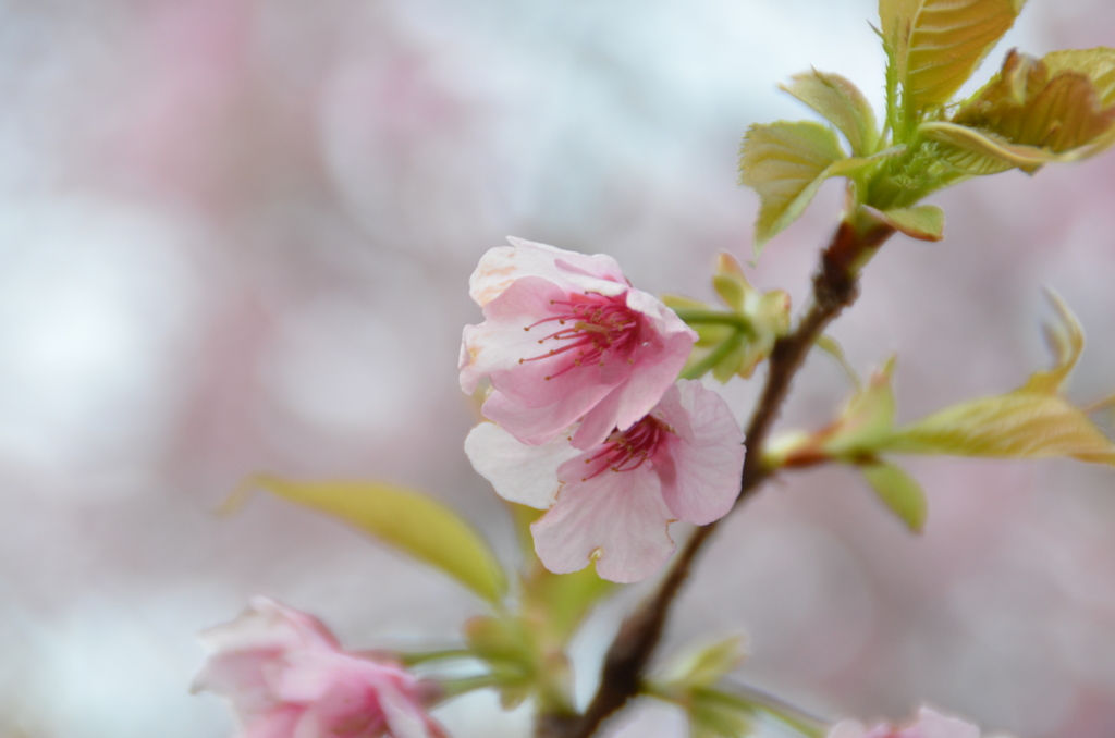 寒桜