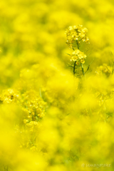 Yellow Carpet