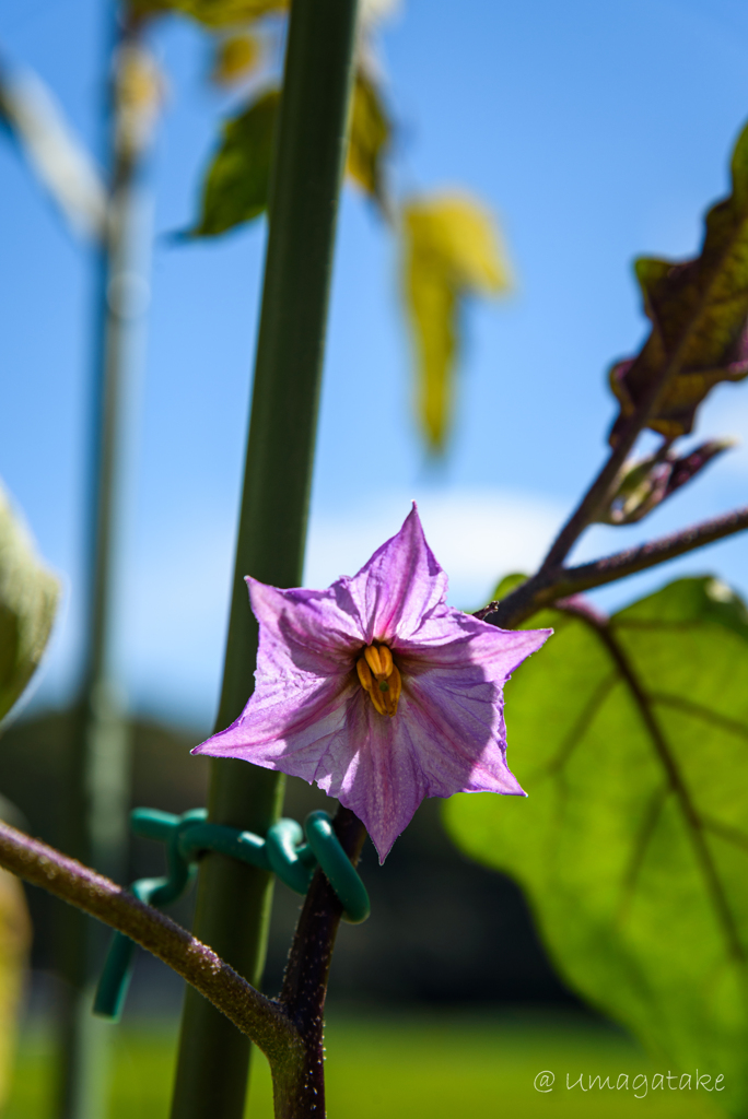 ナスの花