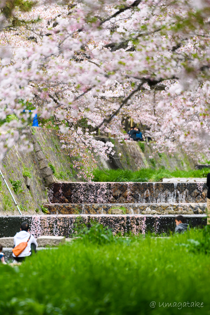 最後の桜を愛でる