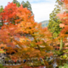 京都　紅葉紀行⑦
