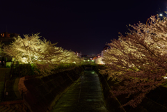 都会の夜桜