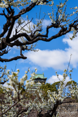 大阪城と梅の花　その２