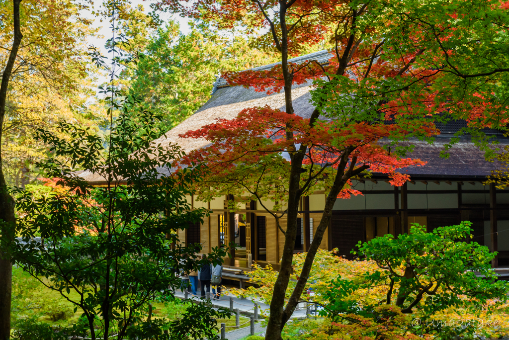 京都　紅葉紀行③