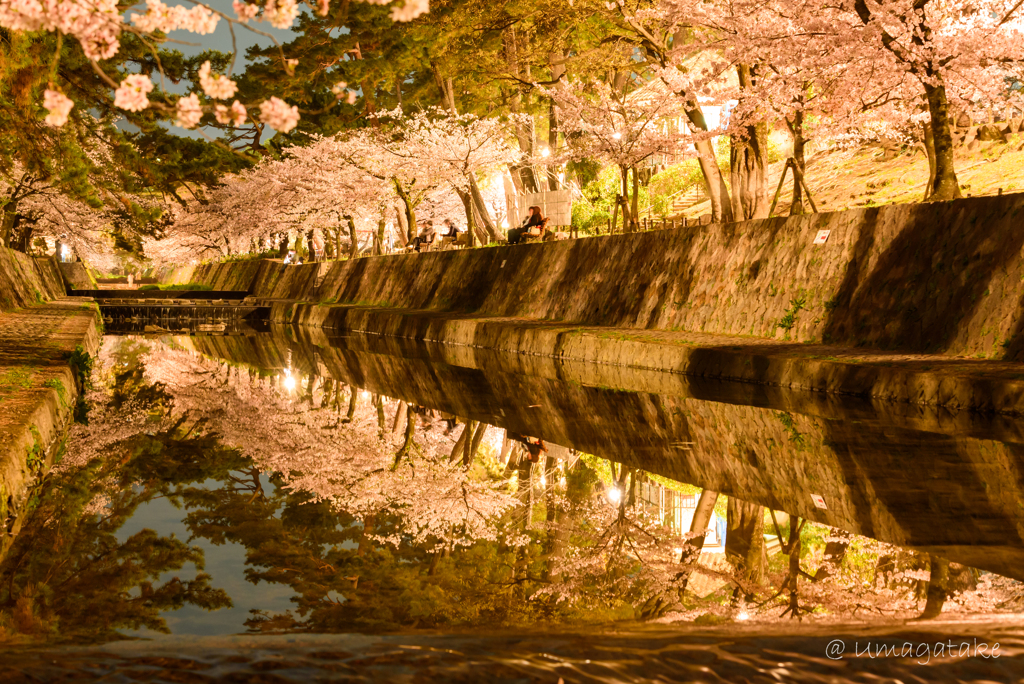 逆さ桜