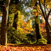 京都　紅葉紀行⑨