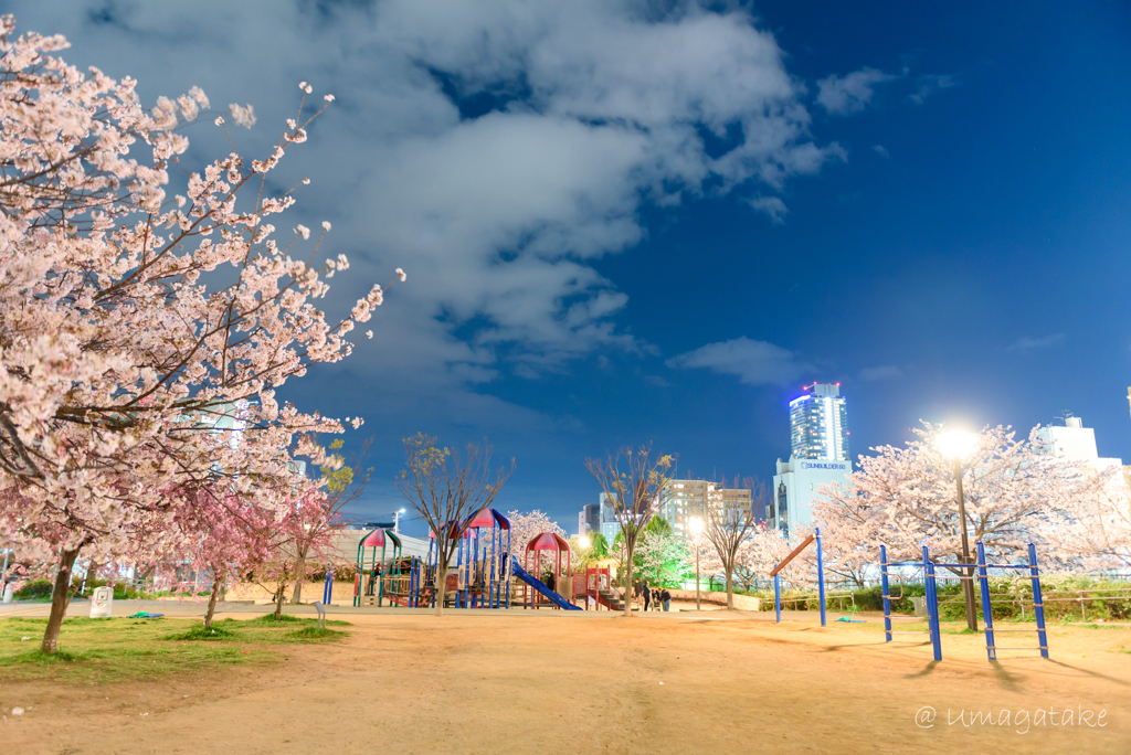 さくらのある公園