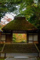 京都　紅葉紀行①