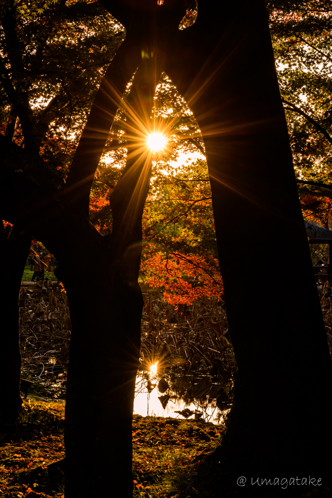 ダブル太陽と紅葉