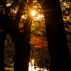 ダブル太陽と紅葉