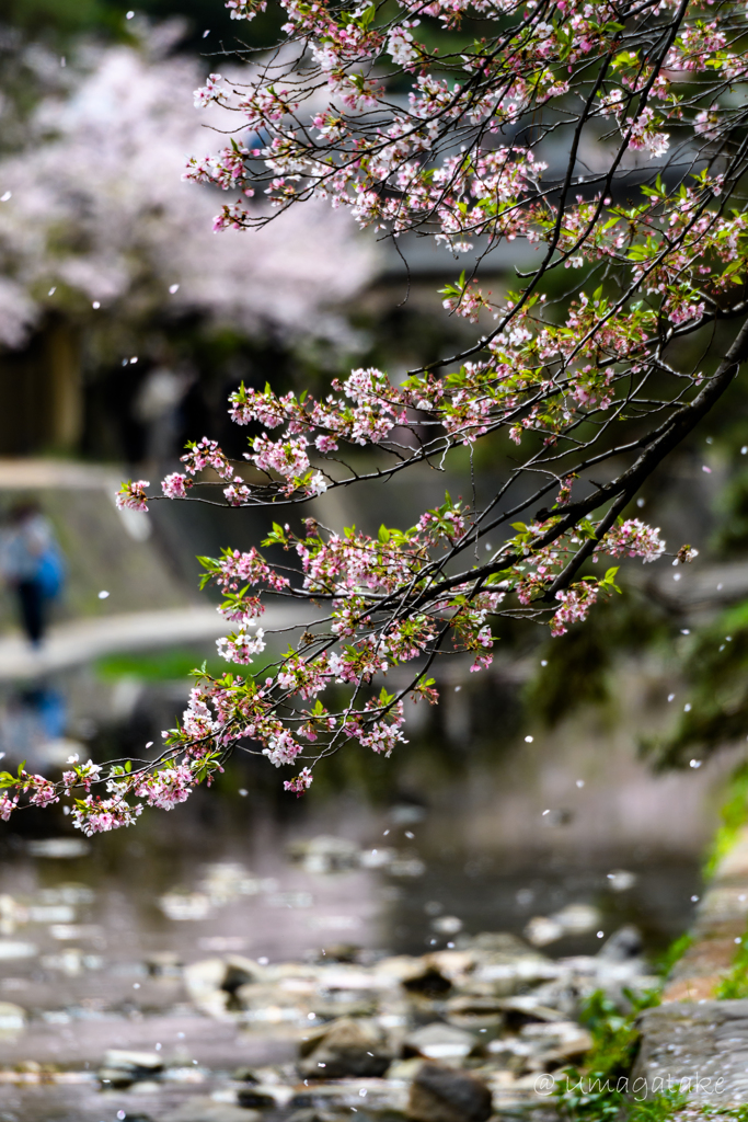 散り桜　その１