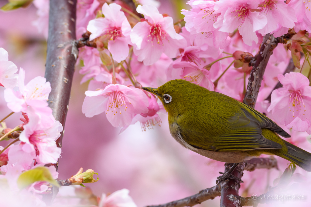 河津桜とメジロ