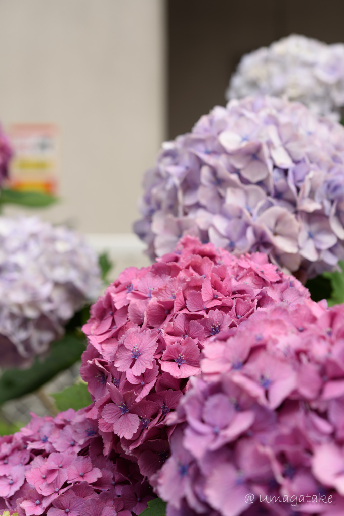 街中の紫陽花　Ⅲ