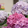 街中の紫陽花　Ⅲ