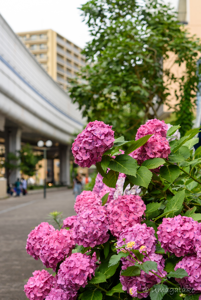 街中の紫陽花　Ⅱ
