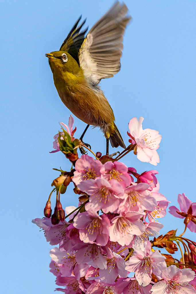 ごちそうさま！