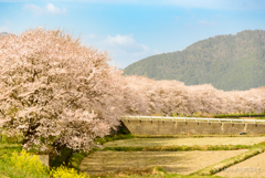 桜並木