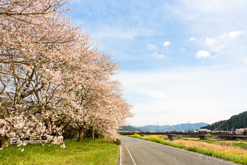 堤防に咲く桜