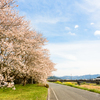 堤防に咲く桜