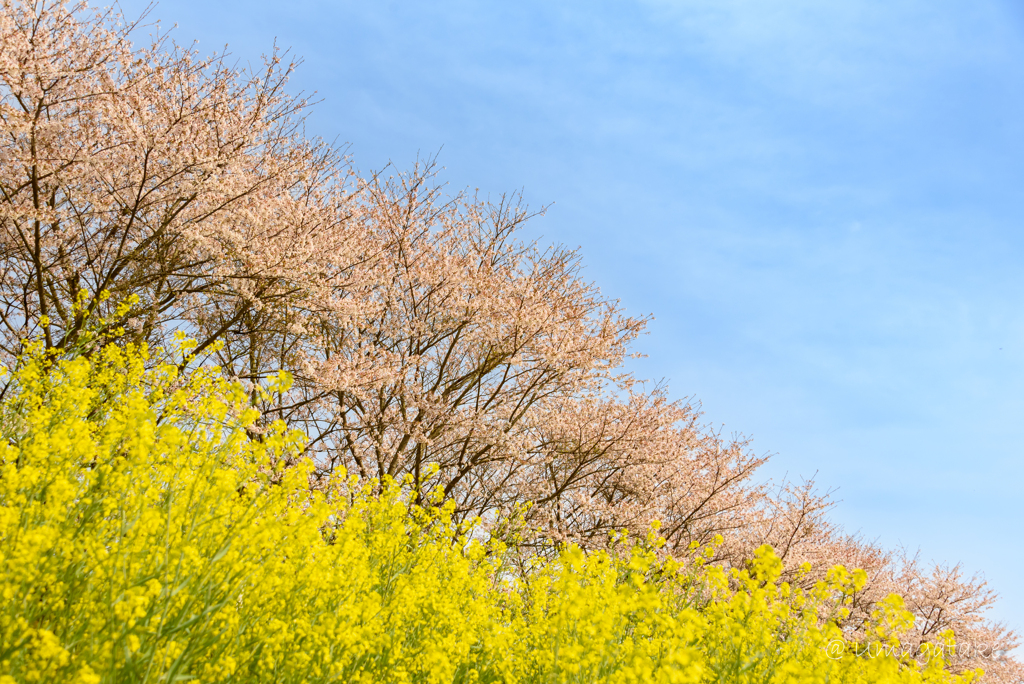 春の一日