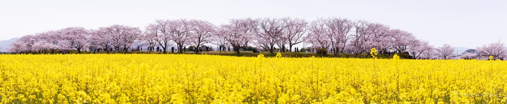 青が足りない