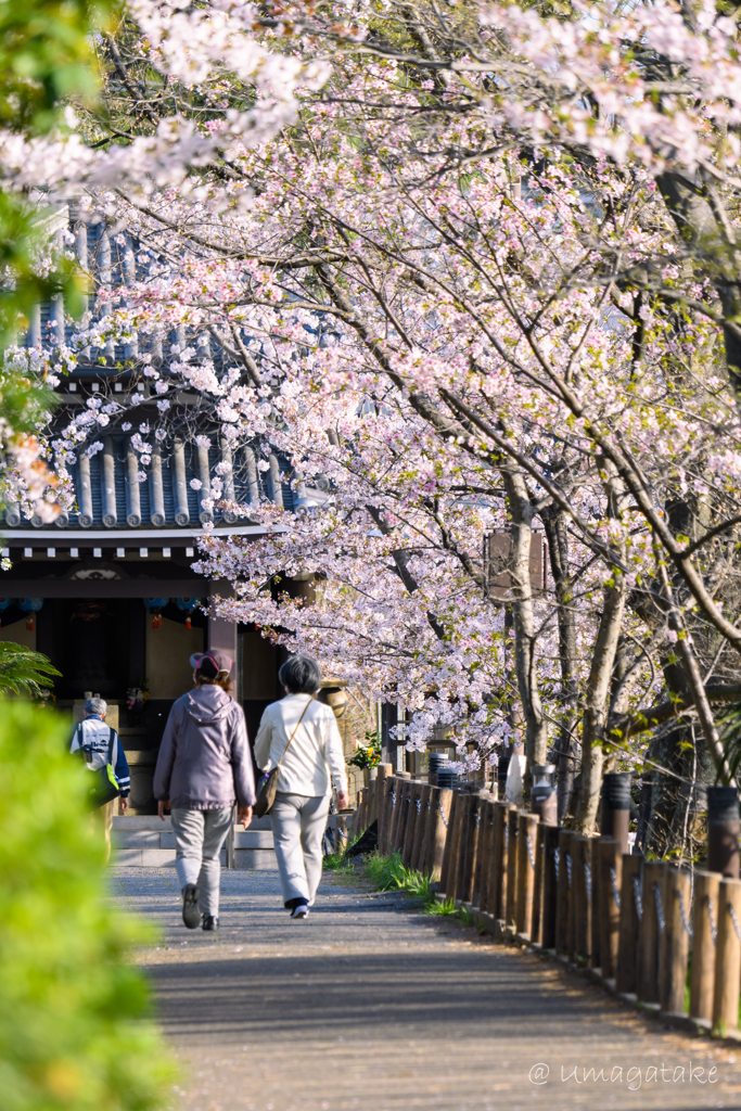 桜色の散歩みち