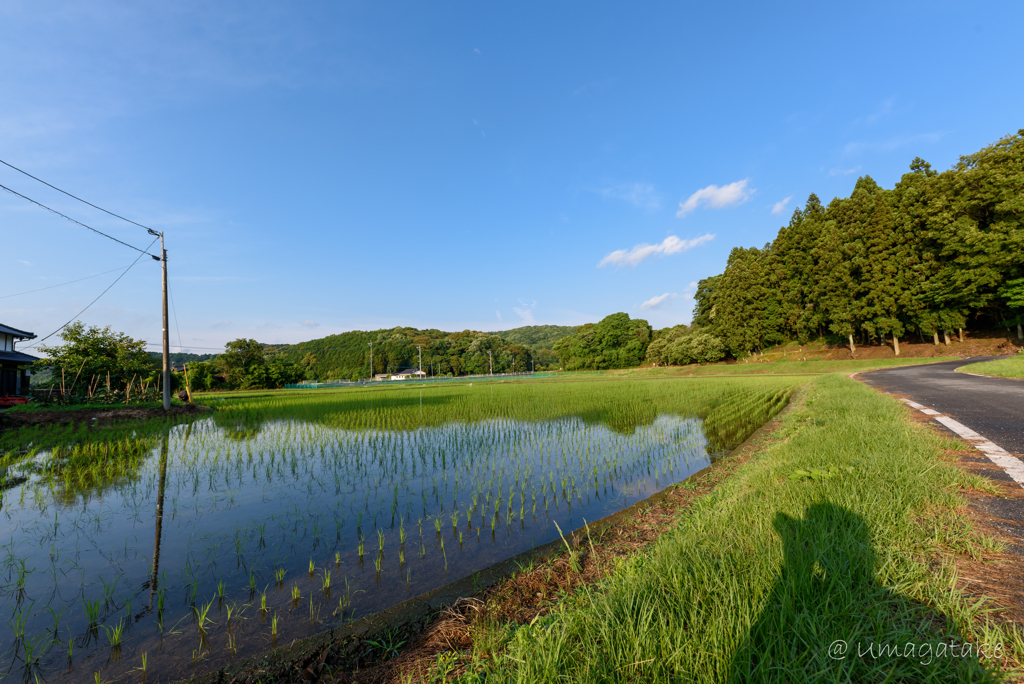 田植えの後