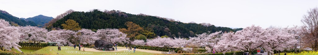 春の石舞台古墳