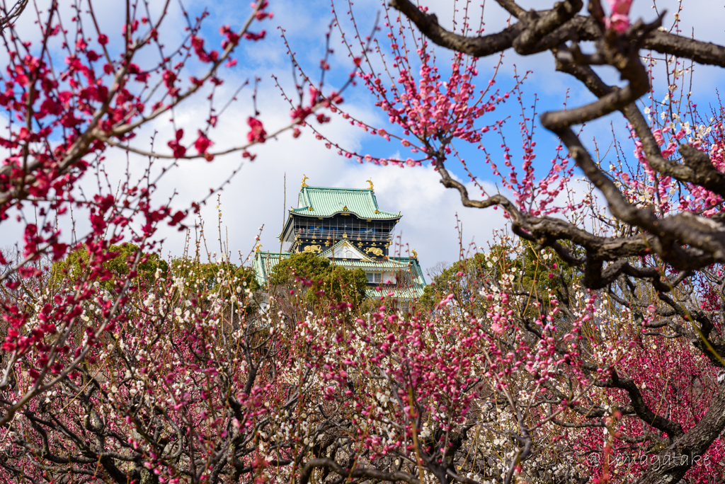 大阪城と梅の花　その１