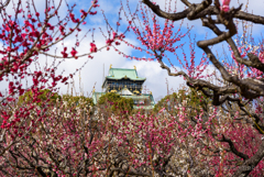 大阪城と梅の花　その１