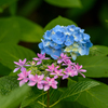 紫陽花