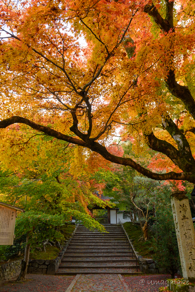 京都　紅葉紀行②