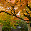 京都　紅葉紀行②