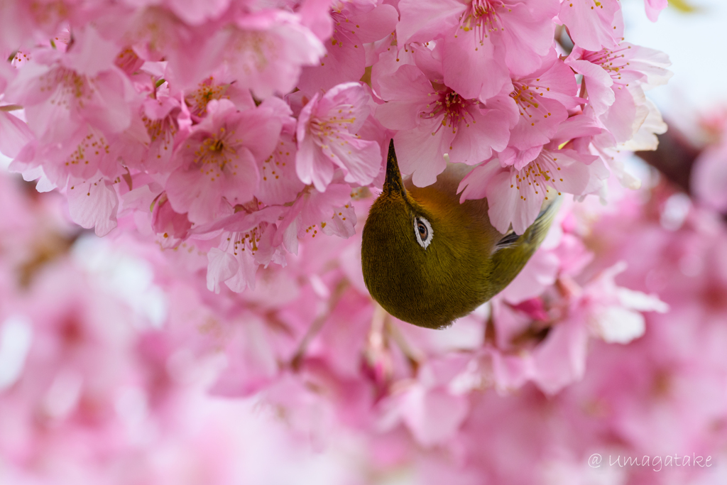 両手に花