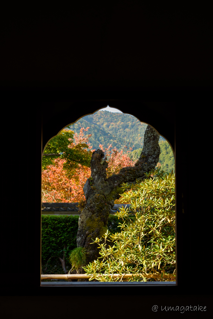 京都　紅葉紀行⑧