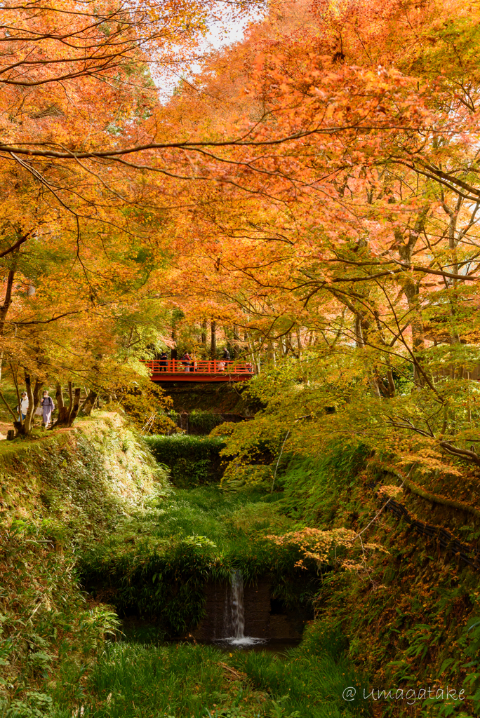 京都　紅葉紀行⑬