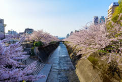 朝の風景