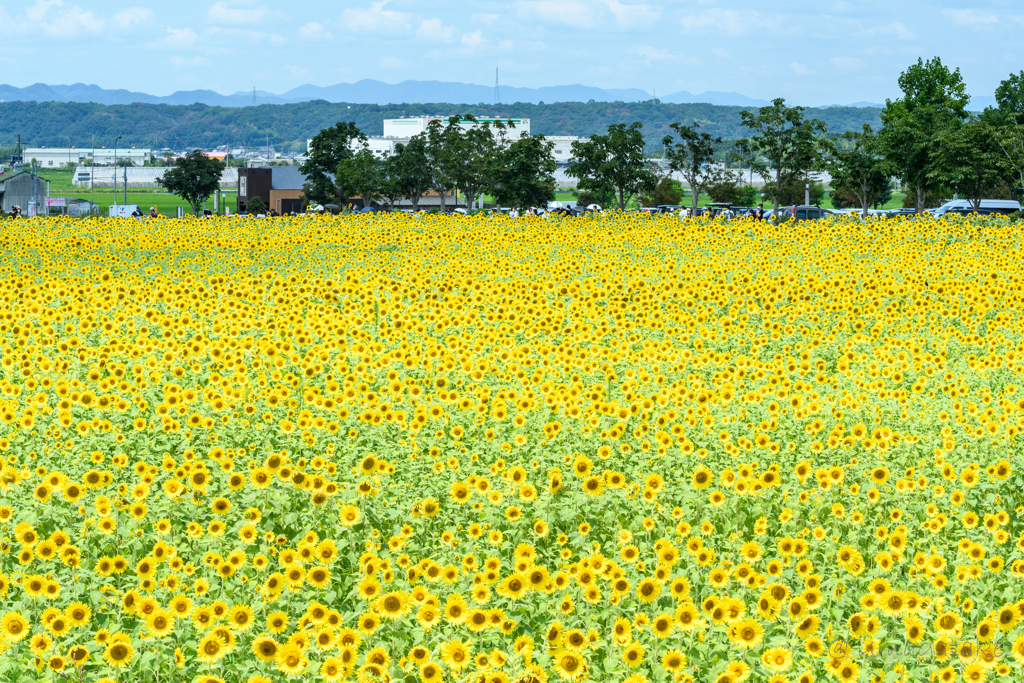埋めつくす