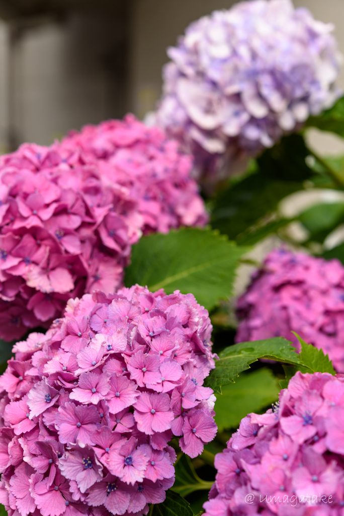 街中の紫陽花　Ⅳ