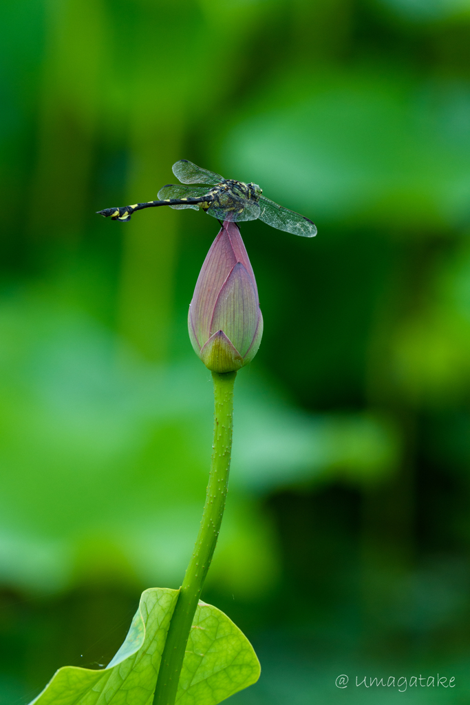 この花とまれ