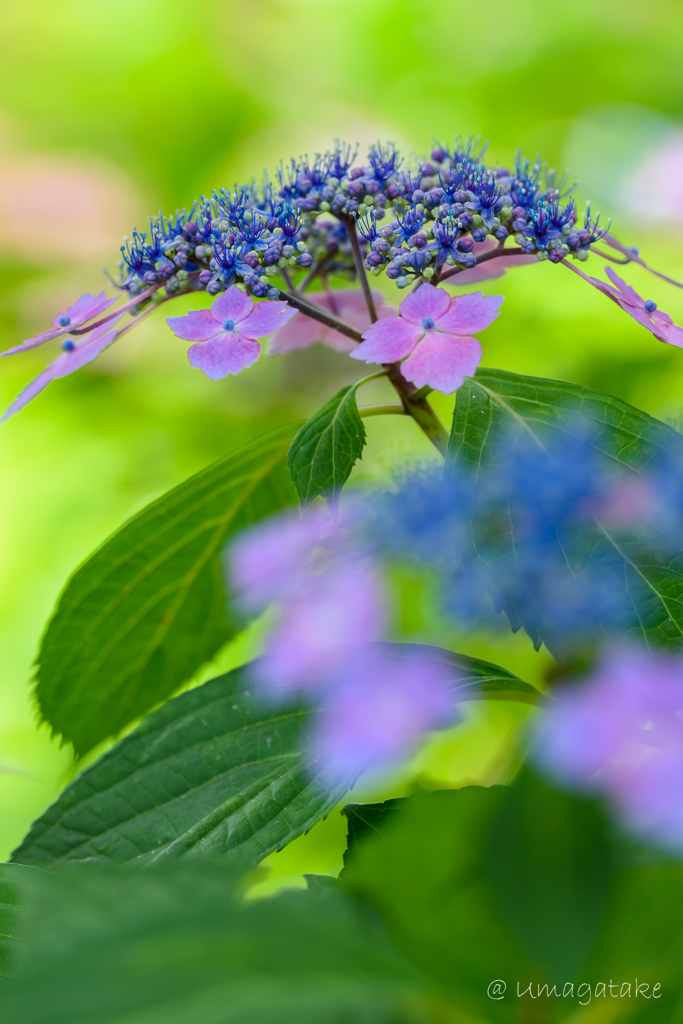 梅雨の空に向かって