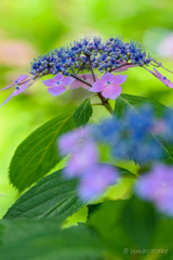 梅雨の空に向かって