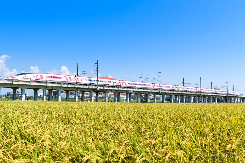 実るほど頭が下がる稲穂かな